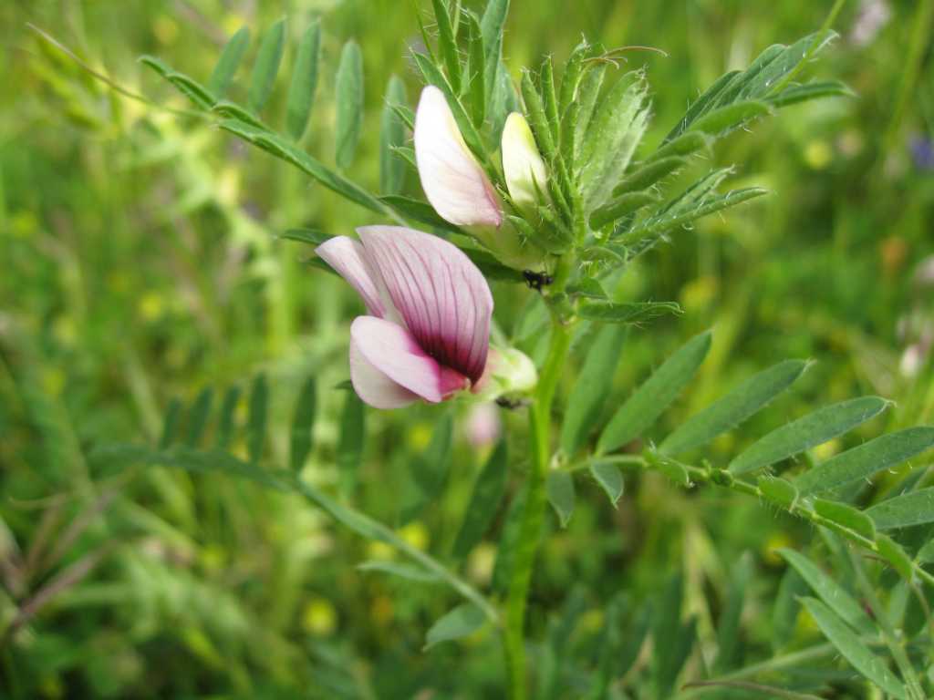 Vicia sp.